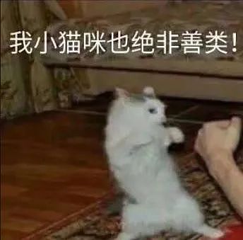 【宠物】猫咪和男友在金店互扇大耳光，开打前还互相鞠躬...网友：好专业的“猫狗大战”（组图） - 14