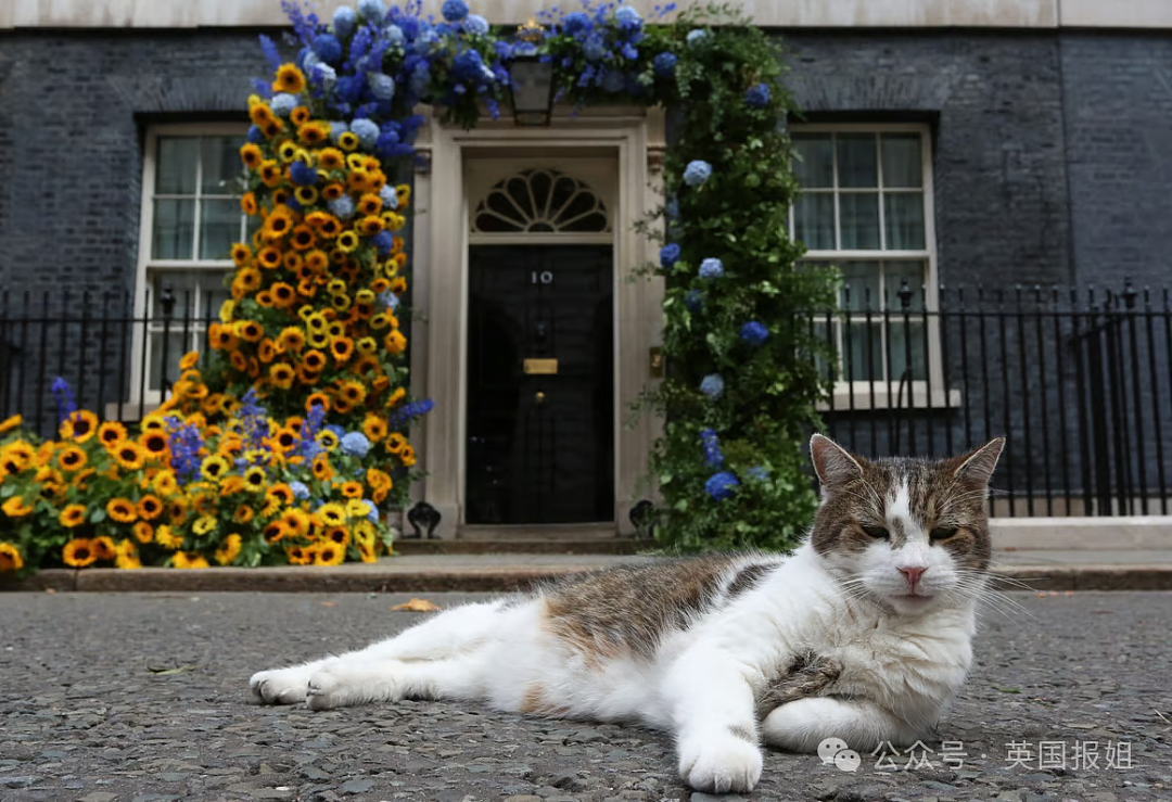 【宠物】英国首席捕鼠官Larry被俄罗斯后辈抢C位？17岁高龄送走5任首相，网友：谁来都干不过La爷（组图） - 20