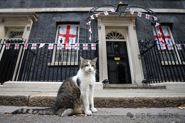 【宠物】英国首席捕鼠官Larry被俄罗斯后辈抢C位？17岁高龄送走5任首相，网友：谁来都干不过La爷（组图） - 23