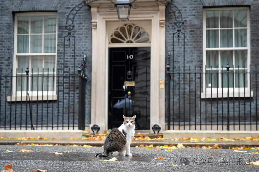 【宠物】英国首席捕鼠官Larry被俄罗斯后辈抢C位？17岁高龄送走5任首相，网友：谁来都干不过La爷（组图） - 4