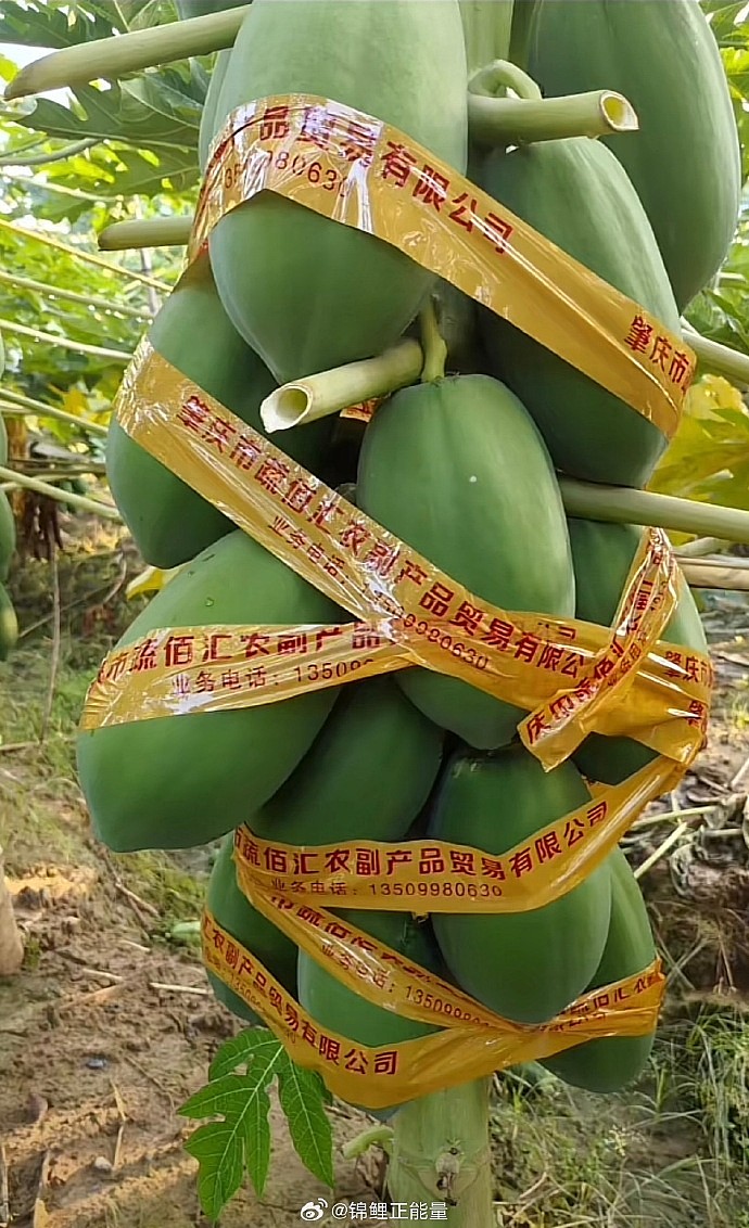 颱风摩羯：登陆强度直逼威马逊！网传海南人“花式防颱风”（视频/组图） - 3