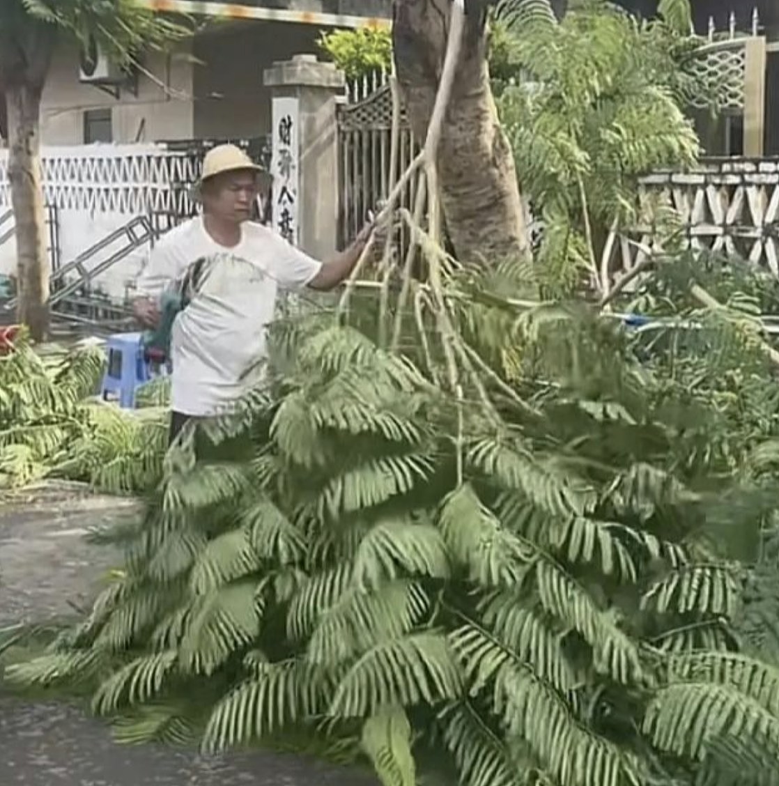 台风摩羯，全红婵家果园一片狼籍，全爸提前修剪水花消失树（组图） - 4