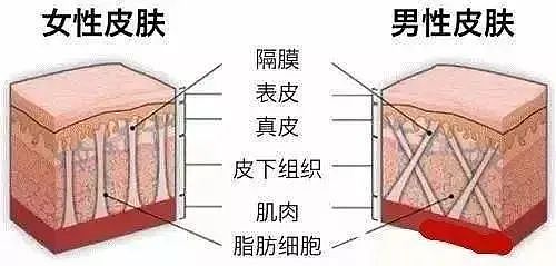 【涨知识】女朋友屁股上的神秘纹路，到底是什么（组图） - 9