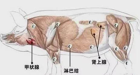 太恶心！在维妈买到淋巴肉，澳洲食品安全·危，这样辨别不再被坑（组图） - 2