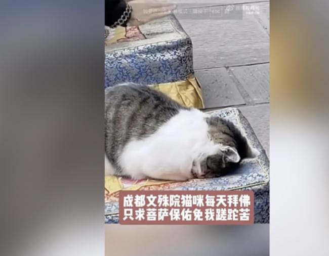 成都文殊院网红猫遭施暴，中国民间戾气升温（组图） - 2