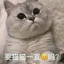 【宠物】流浪猫半夜进家揍猫，揍得它喷屎喷了一面墙，主人擦了整个房间全是味儿！网友：我都心疼抹布了（组图） - 17