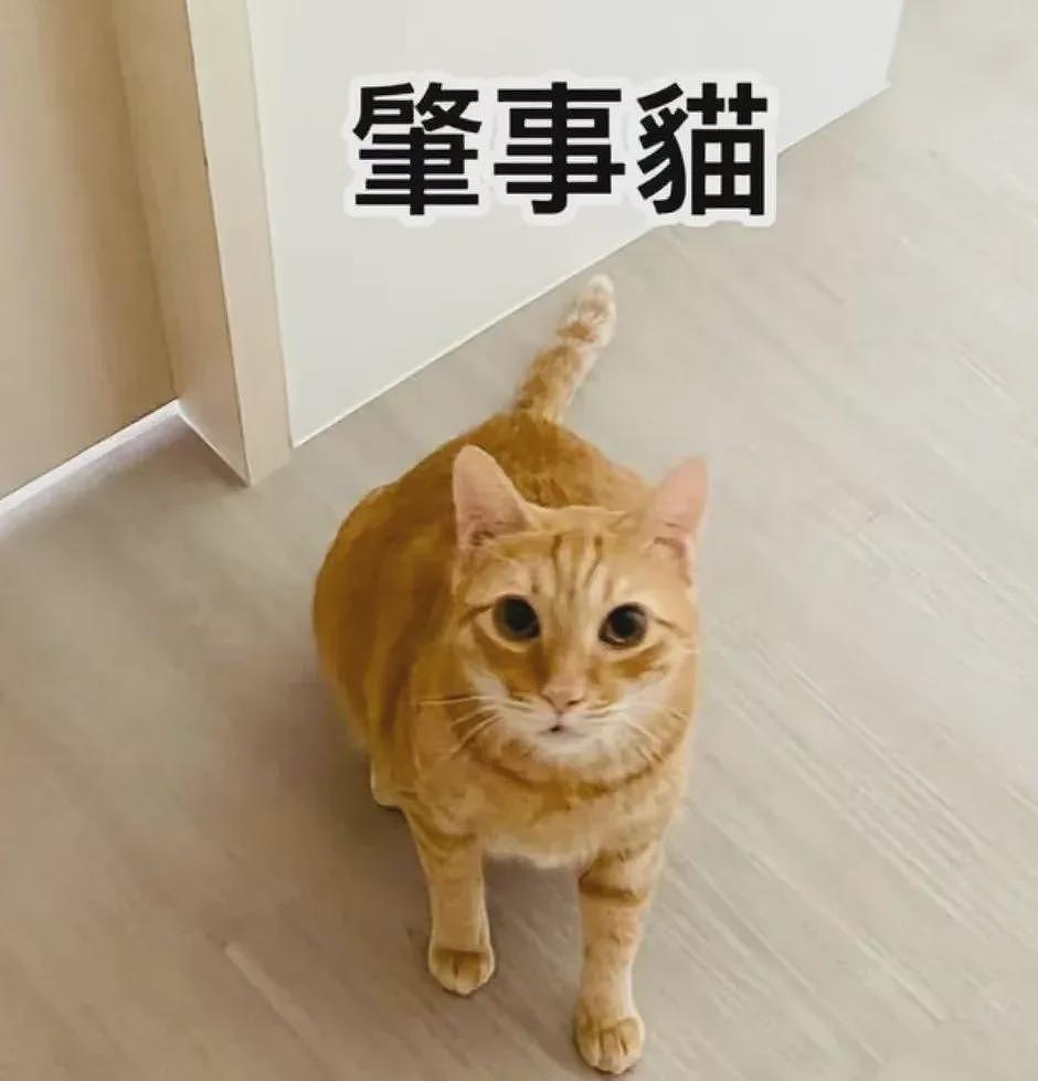 【宠物】流浪猫半夜进家揍猫，揍得它喷屎喷了一面墙，主人擦了整个房间全是味儿！网友：我都心疼抹布了（组图） - 20