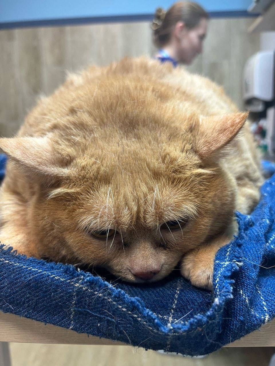 【宠物】俄罗斯17kg黄猫尝试逃离“减肥营”事败！太肥被鞋架撠住一脸不悦（组图） - 3