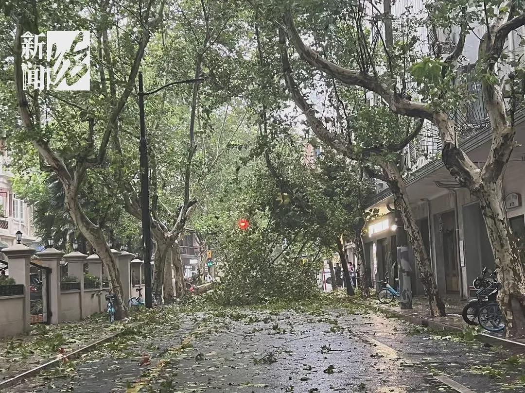 台风已登陆！树木连根拔起！感觉风雨还行？NO，上海主城区恰好在“贝碧嘉”的危险半圆内（组图） - 4