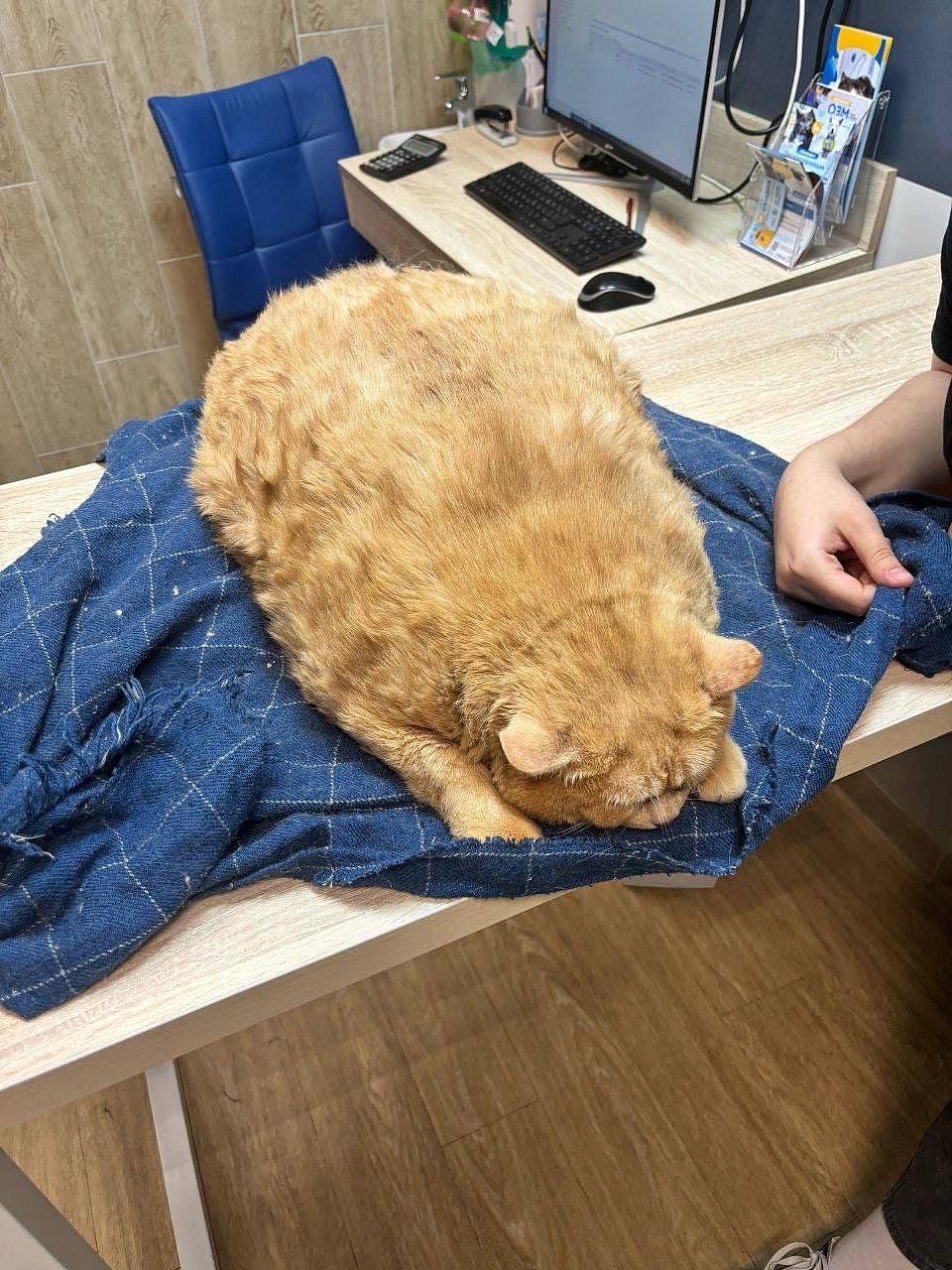 【宠物】俄罗斯17kg黄猫尝试逃离“减肥营”事败！太肥被鞋架撠住一脸不悦（组图） - 4