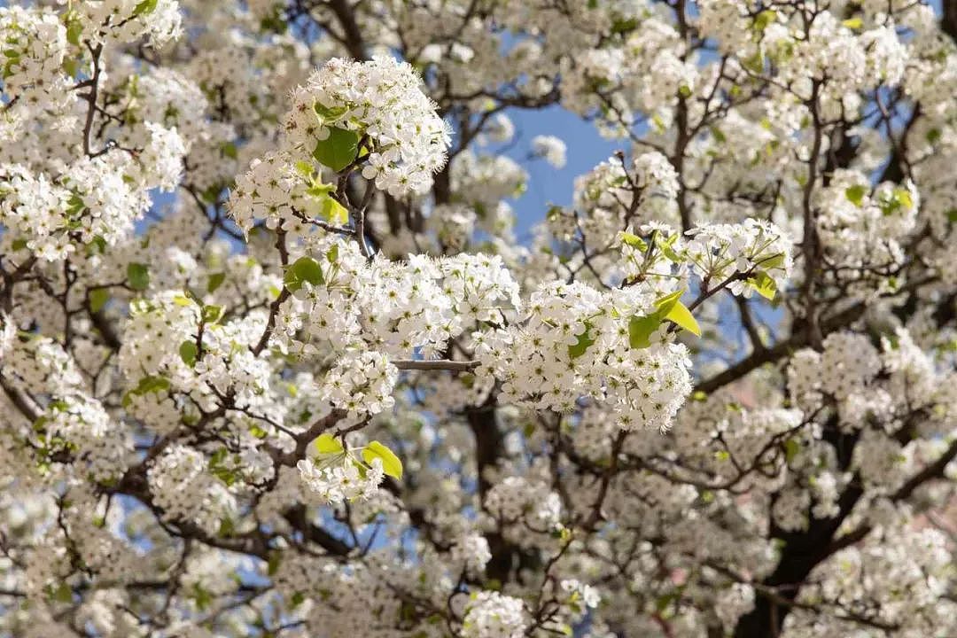 墨尔本这个花的花语是yue吧！墨尔本的春天真的避雷了！（组图） - 4