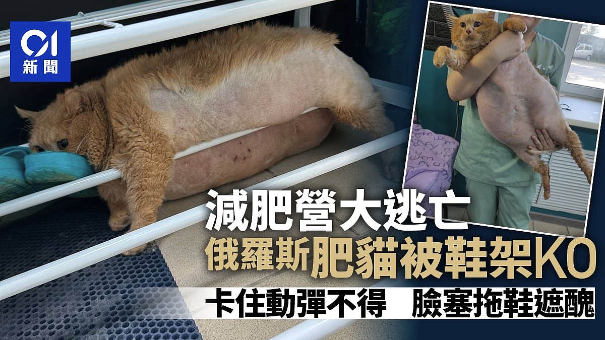 【宠物】俄罗斯17kg黄猫尝试逃离“减肥营”事败！太肥被鞋架撠住一脸不悦（组图） - 1