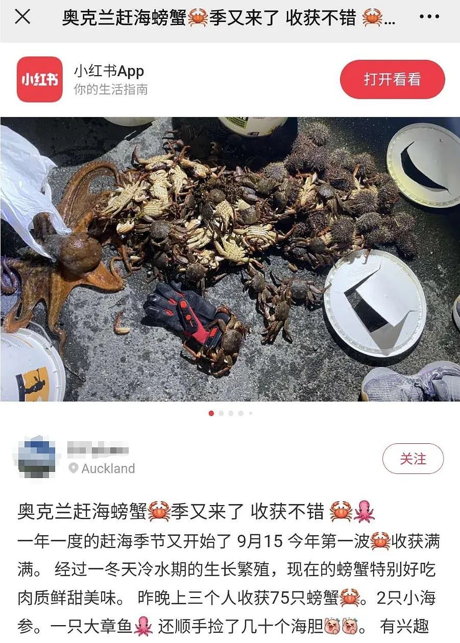 奥克兰华人夫妇深夜赶海，老公落水失踪！新西兰螃蟹季刚到就出事（组图） - 23