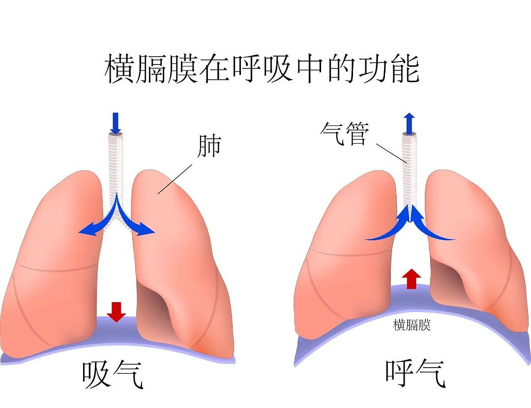 趴着午睡，是怎么毁掉你身体的（组图） - 8