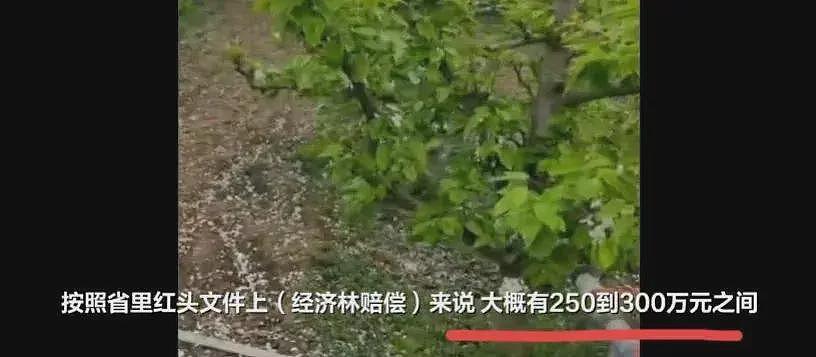 叶县果园强拆后续，各方开始甩锅，县书记表态，果园园主再曝内情（组图） - 12