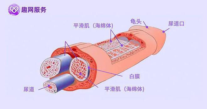 【两性】两性羞羞：这些小动作，能让丁丁偷偷变大！（组图） - 6