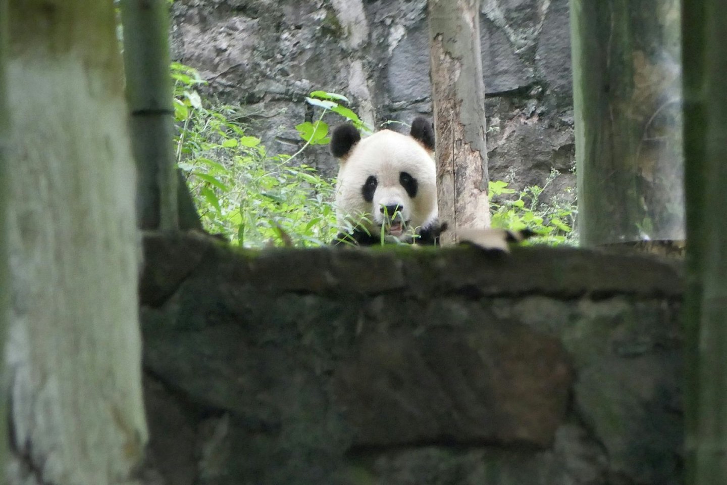 中央赠港大熊猫，最快今公布！网民热议6大热门，佳佳2曾外孙上榜（组图） - 10