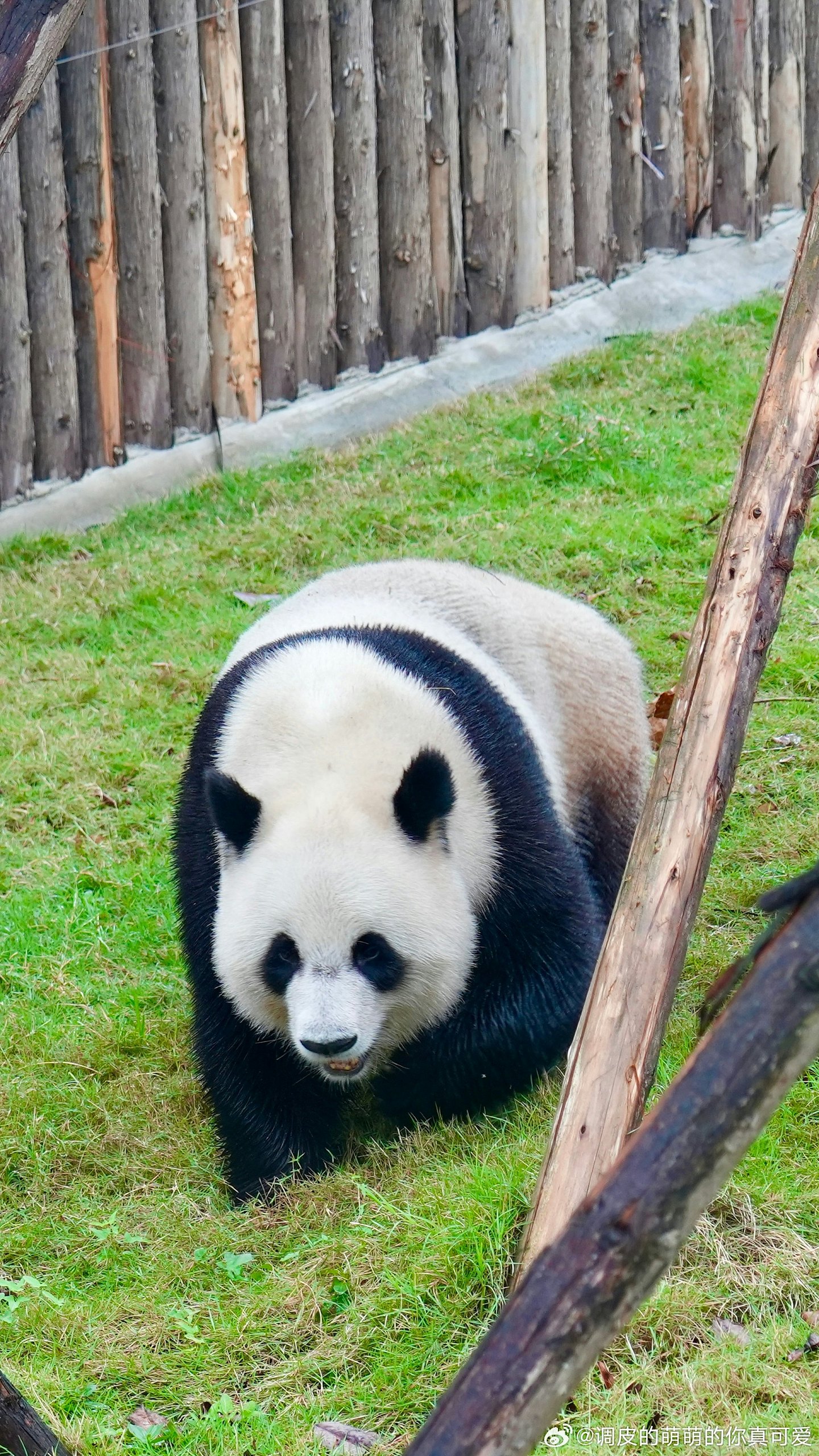 中央赠港大熊猫，最快今公布！网民热议6大热门，佳佳2曾外孙上榜（组图） - 23