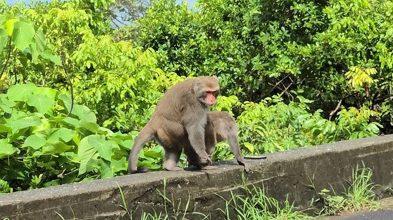 猕猴交配高峰期性交过程全直击，15秒极速完事，但30分钟可做7次（组图） - 4