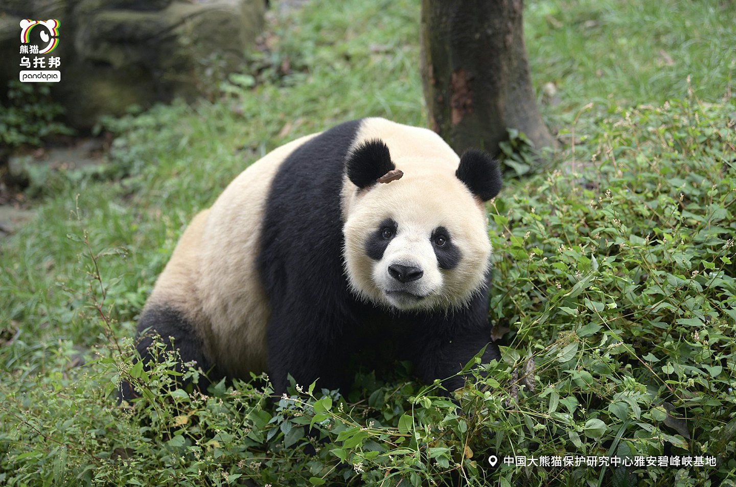 中央赠港大熊猫，最快今公布！网民热议6大热门，佳佳2曾外孙上榜（组图） - 17