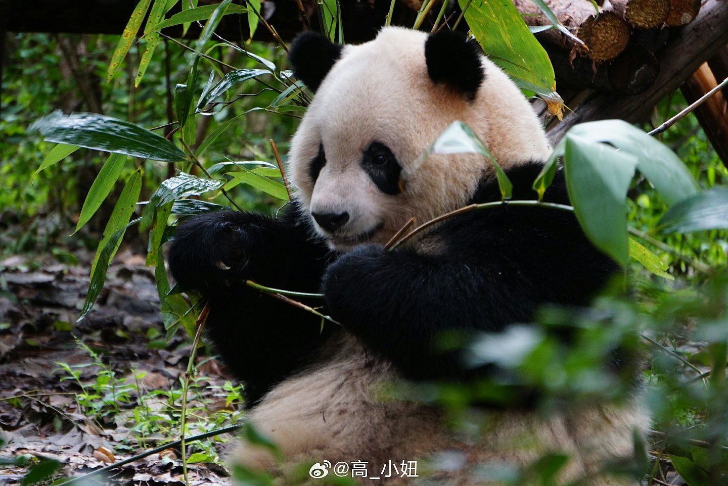 中央赠港大熊猫，最快今公布！网民热议6大热门，佳佳2曾外孙上榜（组图） - 28