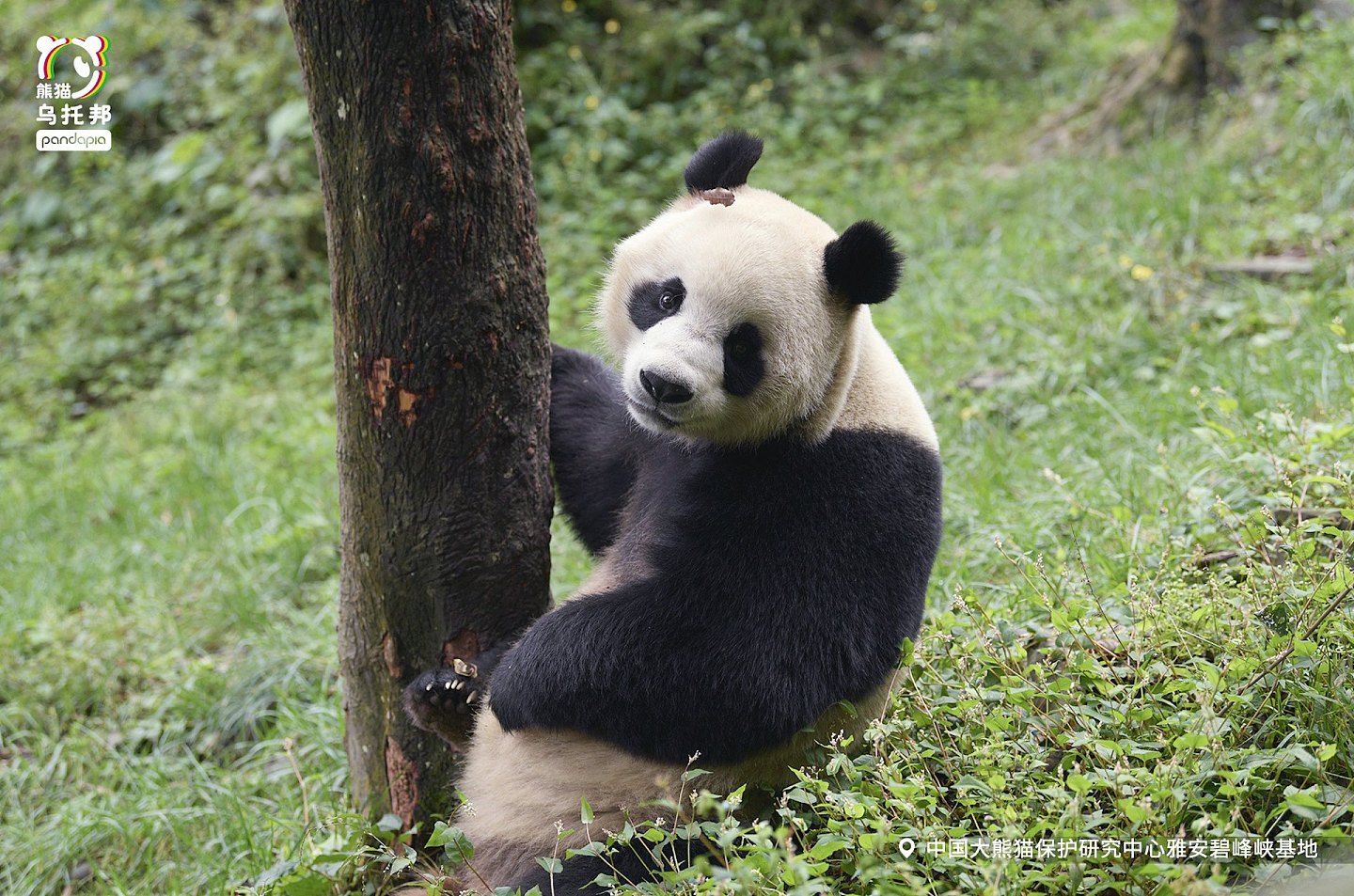 中央赠港大熊猫，最快今公布！网民热议6大热门，佳佳2曾外孙上榜（组图） - 13