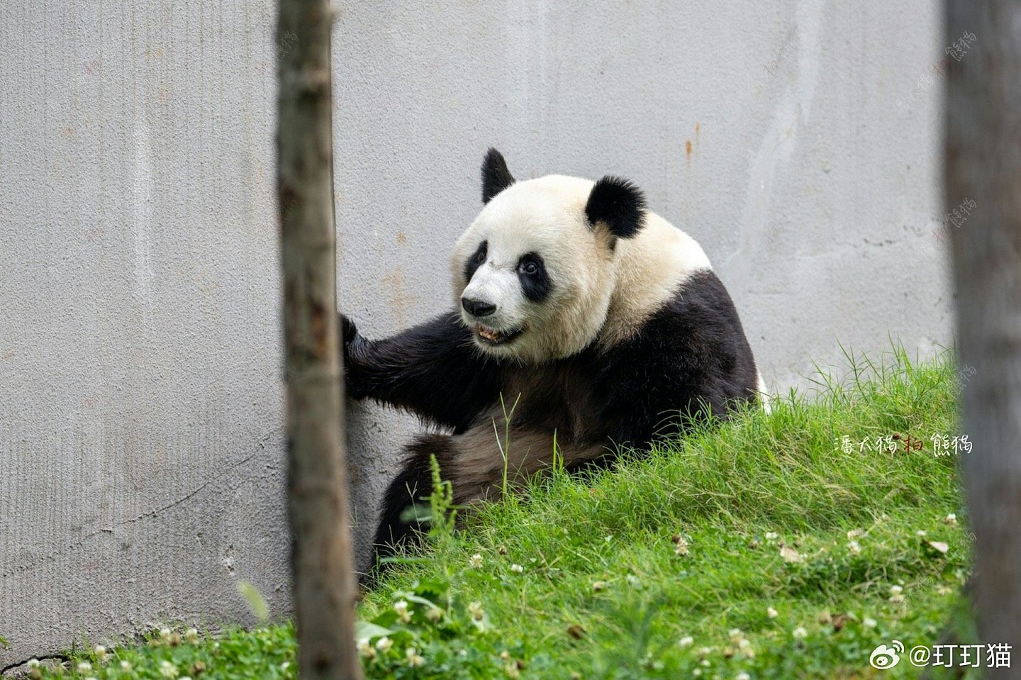 中央赠港大熊猫，最快今公布！网民热议6大热门，佳佳2曾外孙上榜（组图） - 25