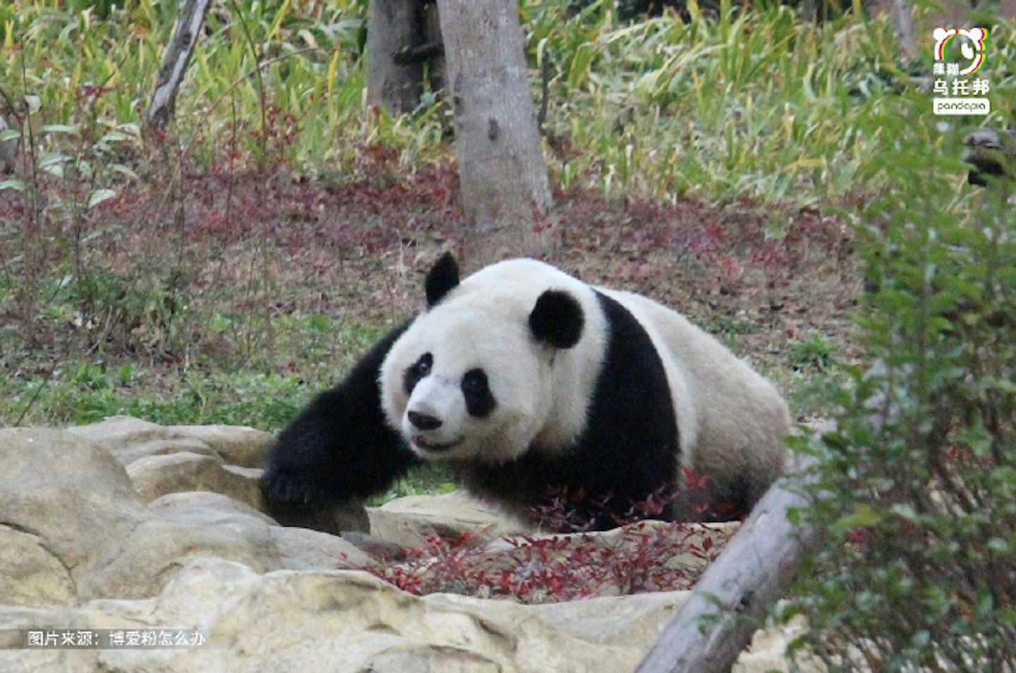 中央赠港大熊猫，最快今公布！网民热议6大热门，佳佳2曾外孙上榜（组图） - 26