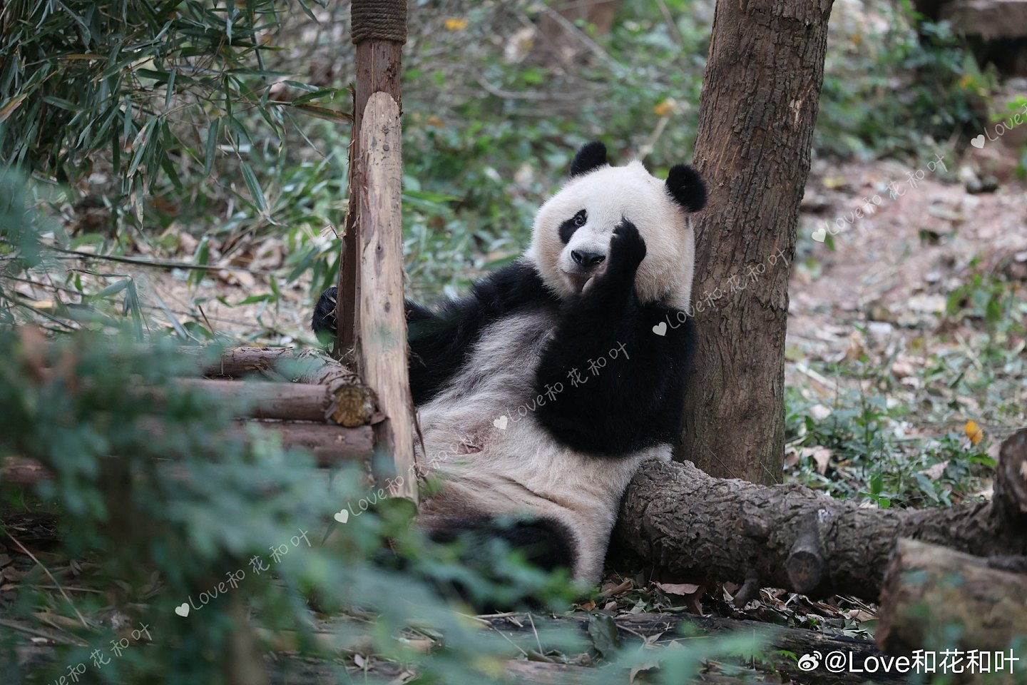 中央赠港大熊猫，最快今公布！网民热议6大热门，佳佳2曾外孙上榜（组图） - 29