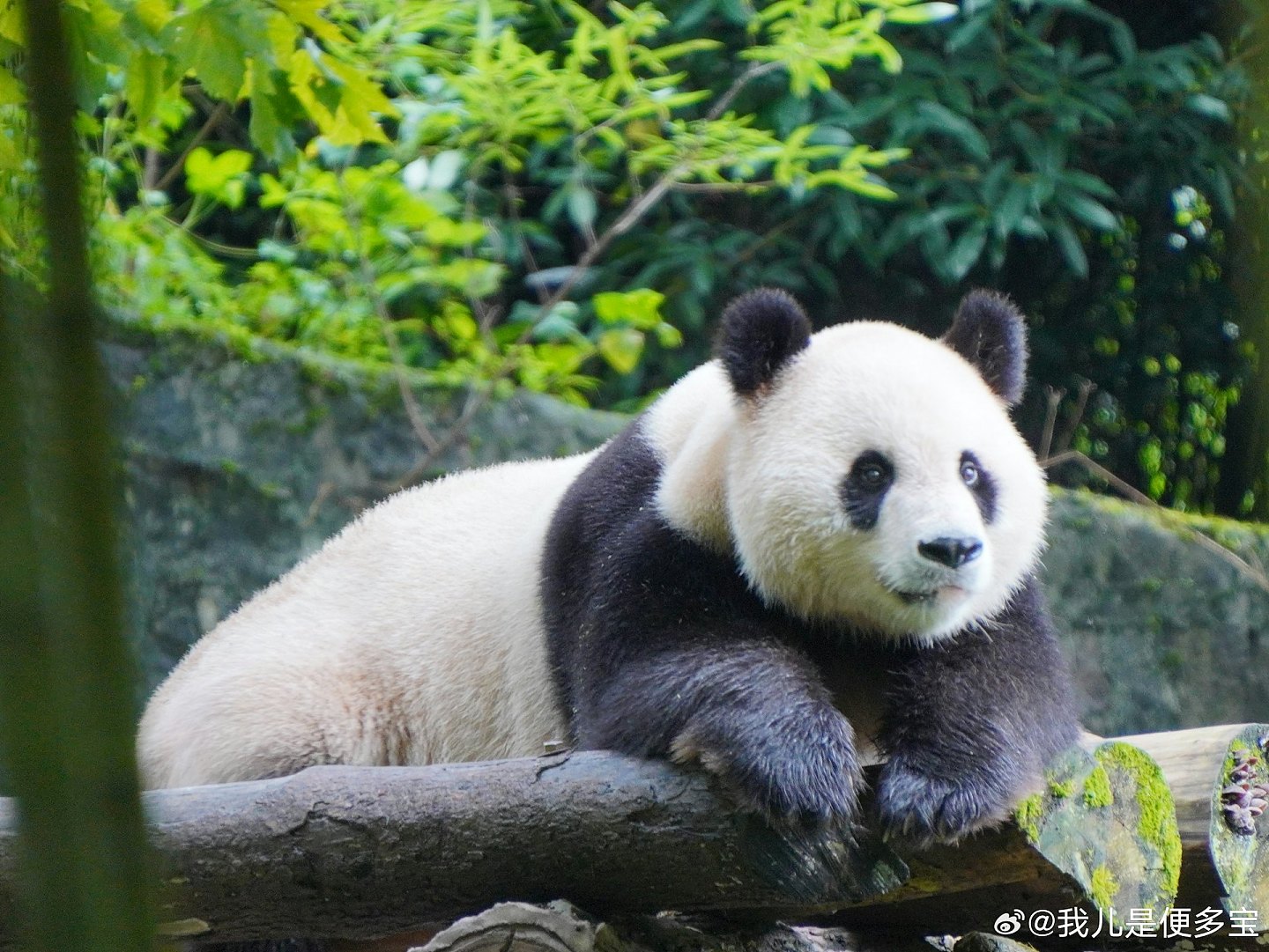 中央赠港大熊猫，最快今公布！网民热议6大热门，佳佳2曾外孙上榜（组图） - 11