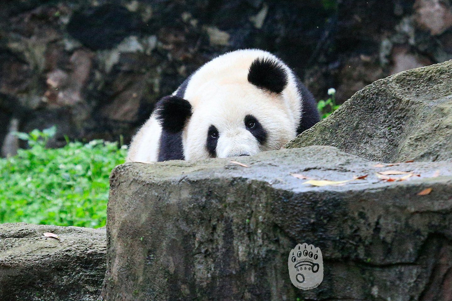 中央赠港大熊猫，最快今公布！网民热议6大热门，佳佳2曾外孙上榜（组图） - 22