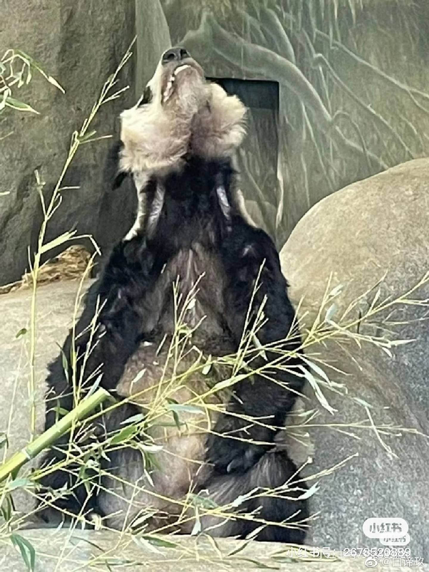 中央赠港大熊猫，最快今公布！网民热议6大热门，佳佳2曾外孙上榜（组图） - 37