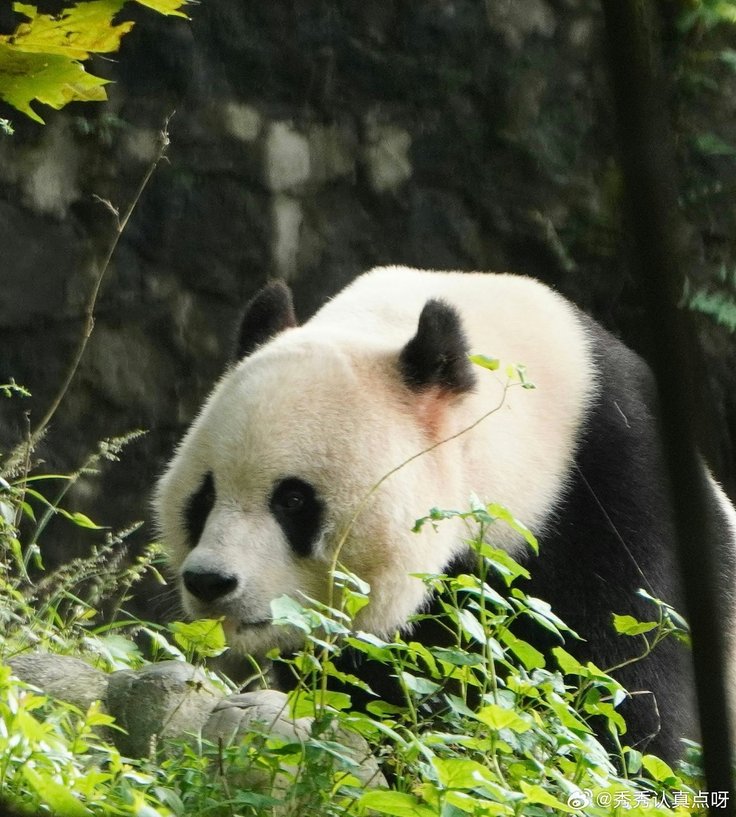 中央赠港大熊猫，最快今公布！网民热议6大热门，佳佳2曾外孙上榜（组图） - 8