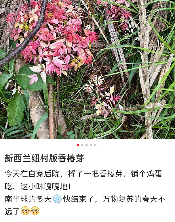 最近，新西兰这种粉色树叶大量出现！华人流口水：可吃，煎蛋很香...（组图） - 7