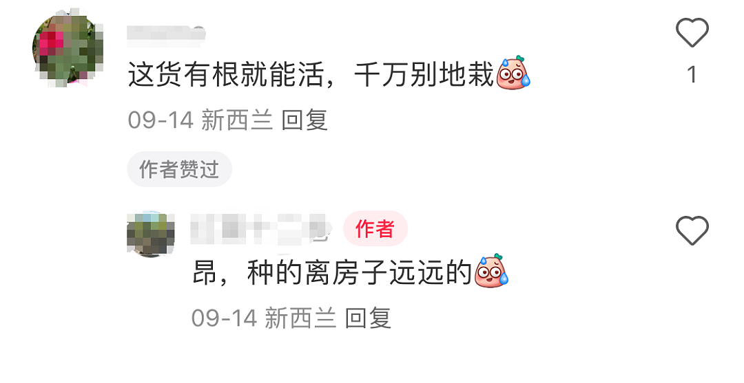 最近，新西兰这种粉色树叶大量出现！华人流口水：可吃，煎蛋很香...（组图） - 14