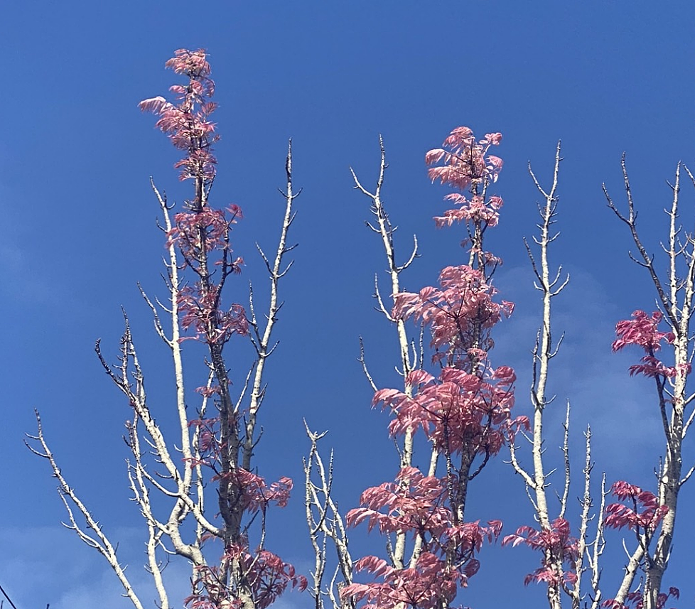 最近，新西兰这种粉色树叶大量出现！华人流口水：可吃，煎蛋很香...（组图） - 9