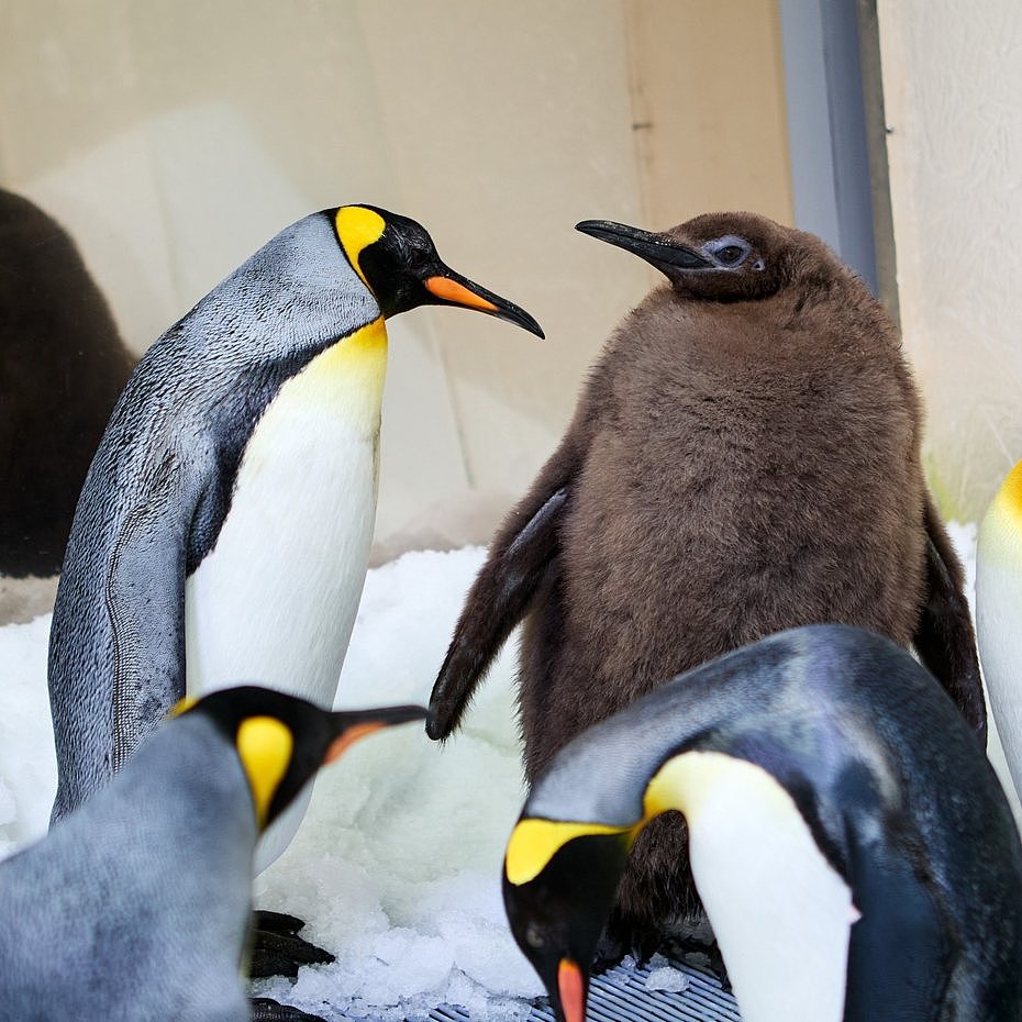 世界最胖企鹅！澳洲水族馆企鹅9个月大比爸妈加起来还重 ，1天吃4餐，狂吞30条鱼（图） - 1