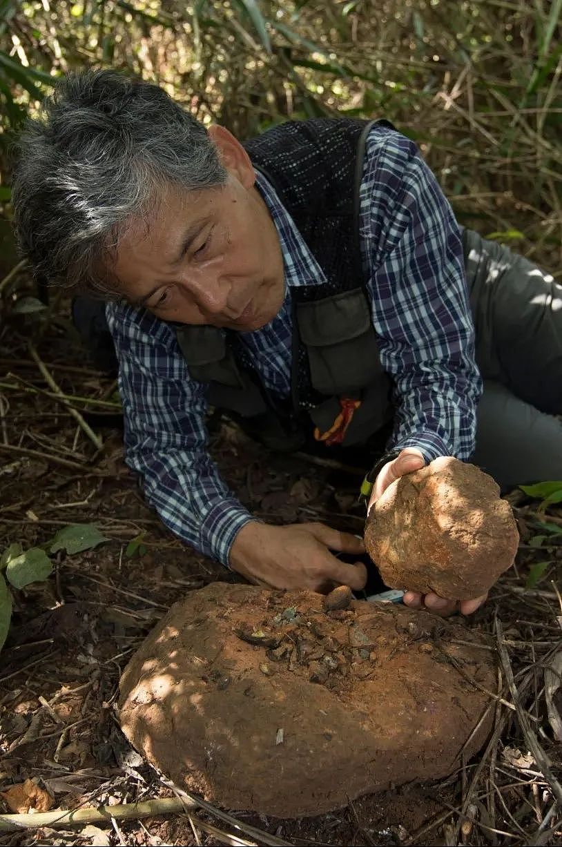 非洲猩猩抢走8月女婴开膛分食...村民怒砸科研基地：都科学家害的（组图） - 10