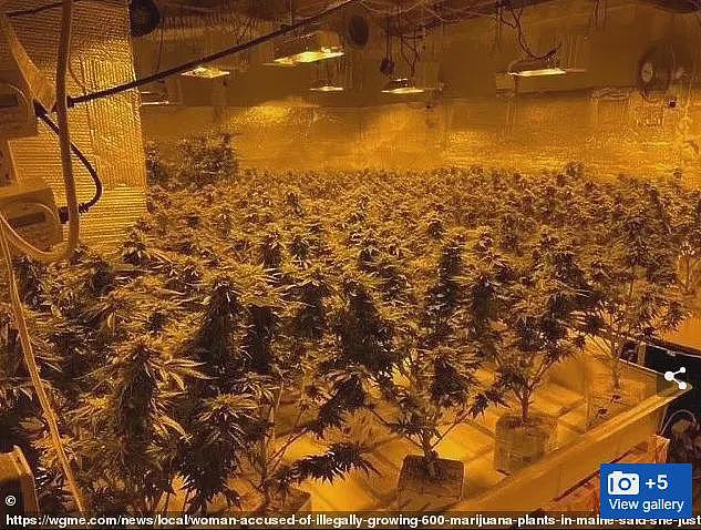 震惊！华女外州买房，大量种草被查！她的理由让人意想不到（组图） - 3