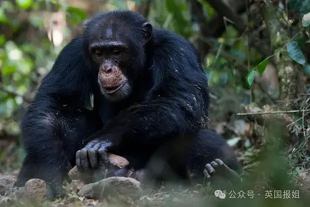 超高智商黑猩猩残忍虐杀人类女婴！疑似使用工具剖尸，网友：真·猩球崛起？！（组图） - 13