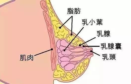 健身，榨干了多少女生的胸（组图） - 26