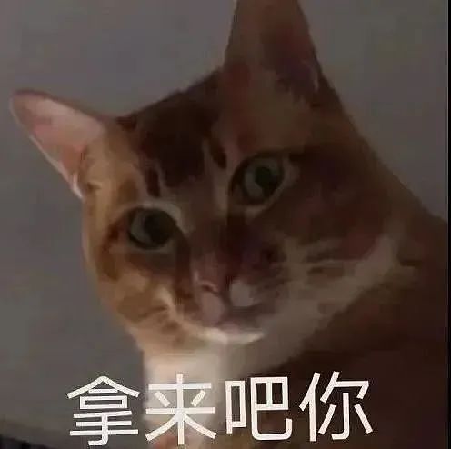 【宠物】小猫拉屎，刚冒尖就被狗狗扯出来叼走！主人直接气晕，网友笑疯：骑手秒取餐啊（组图） - 4