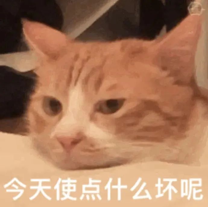 【宠物】小猫拉屎，刚冒尖就被狗狗扯出来叼走！主人直接气晕，网友笑疯：骑手秒取餐啊（组图） - 2