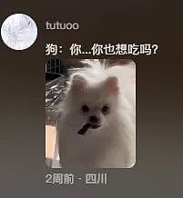 【宠物】小猫拉屎，刚冒尖就被狗狗扯出来叼走！主人直接气晕，网友笑疯：骑手秒取餐啊（组图） - 8