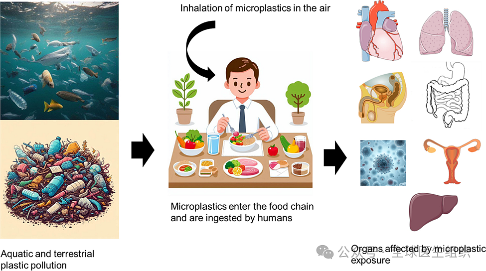 【健康】中国男子精液和尿液中微塑料含量惊人！科学家最新研究发布（组图） - 1