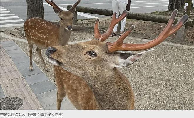 日本网红国庆长假再次碰瓷中国游客！甚至惊动警察，日网友直呼：丢人（组图） - 22