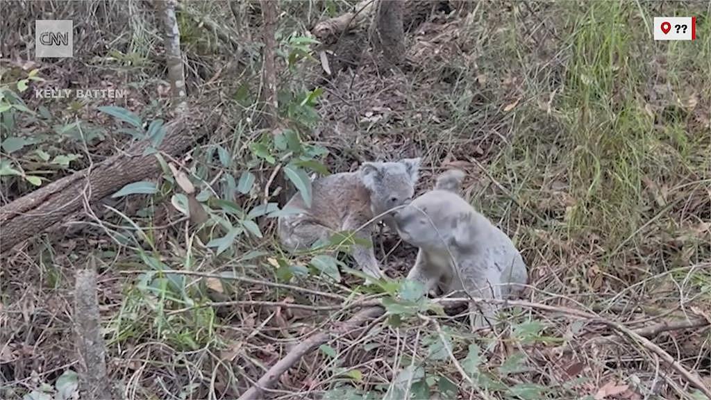 【宠物】澳洲无尾熊闯民宅和狗狗打架！原因曝光“很悲情”（组图） - 3