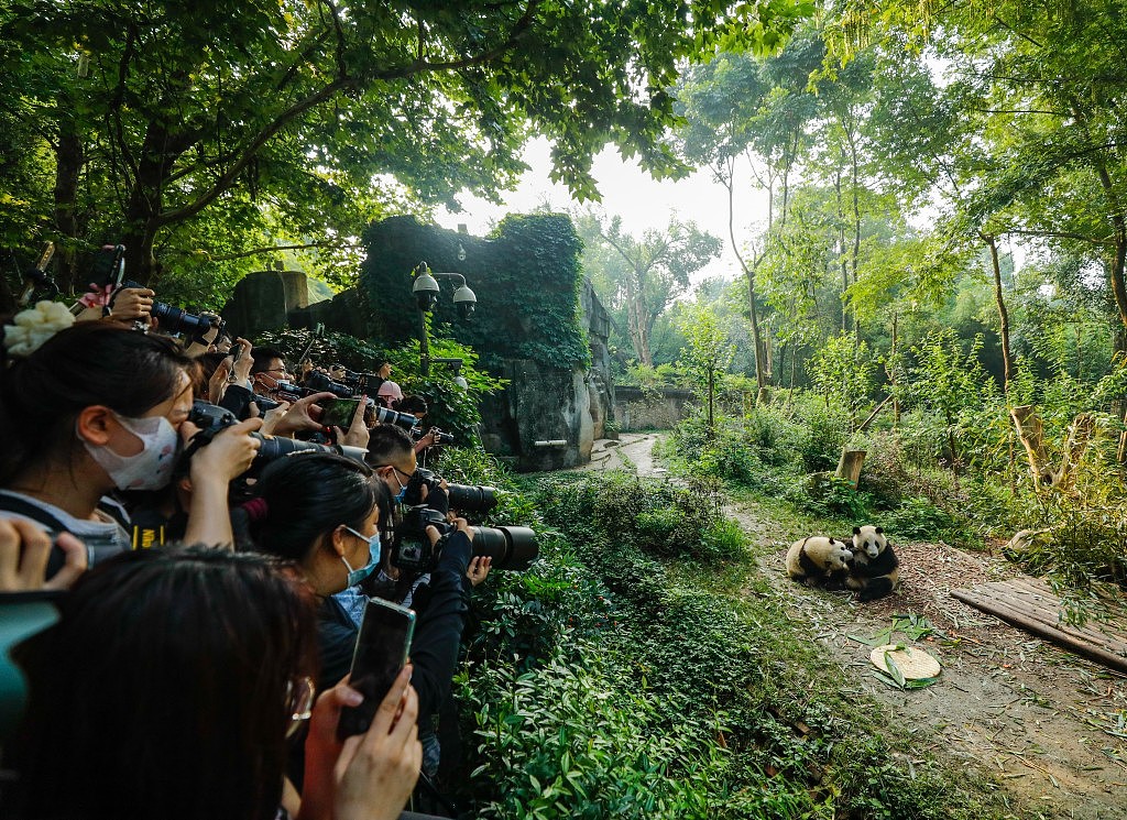 成都熊猫基地：无人机闯展馆吓坏“花花”，神勇保安一招击落（视频/组图） - 8