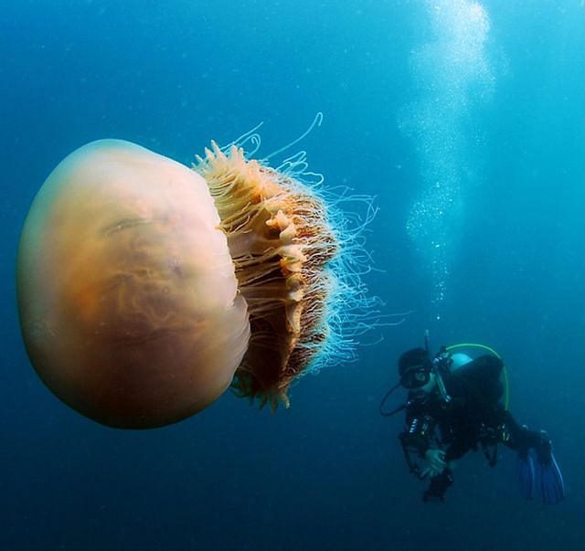 澳洲海边惊现奇特生物！专家警告居民游客：有毒，远离！（组图） - 5