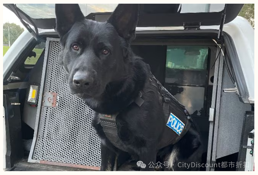 澳洲醉汉要劫持巴士，殴打警察和警犬；澳洲将迎来史上最热夏天；政府正在突击检查墨尔本华人区餐馆；购物中心里3人被捅，6人被捕 - 14